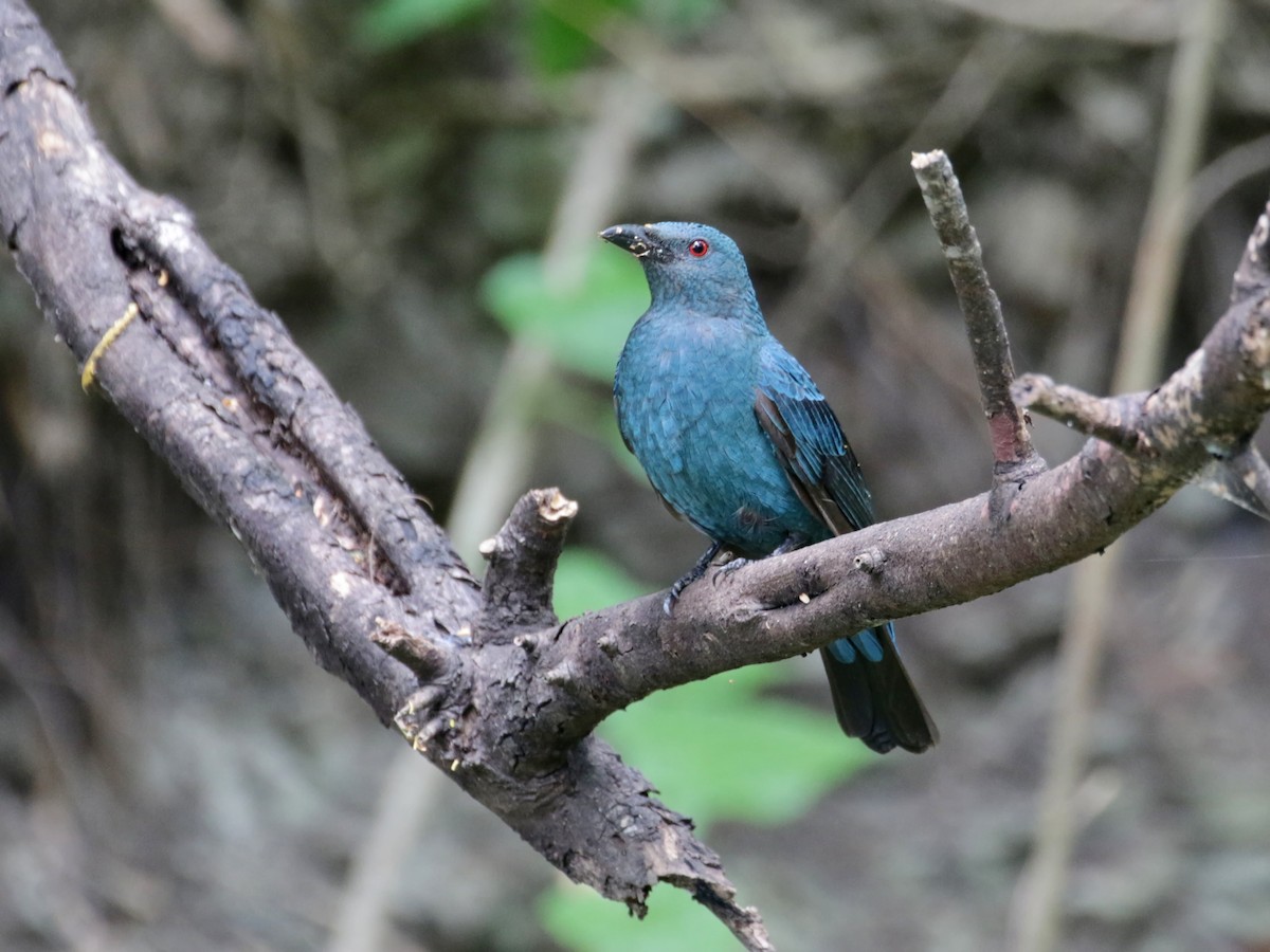 Asian Fairy-bluebird - ML608463889