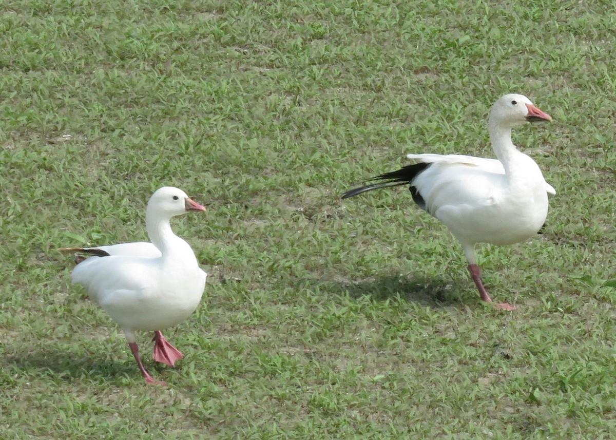 Ross's Goose - ML608463904