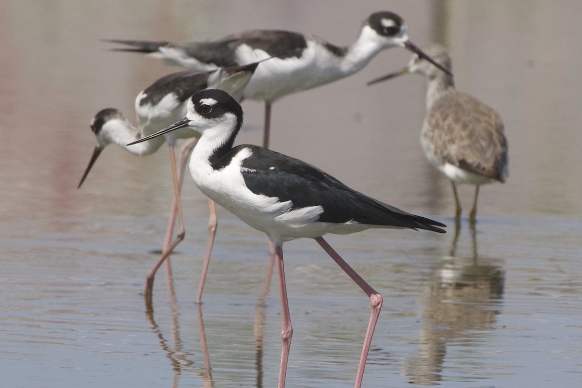 Black-necked Stilt - ML608463932