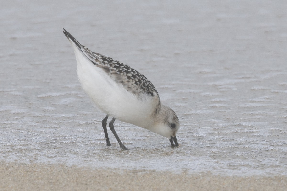 Sanderling - ML608463961