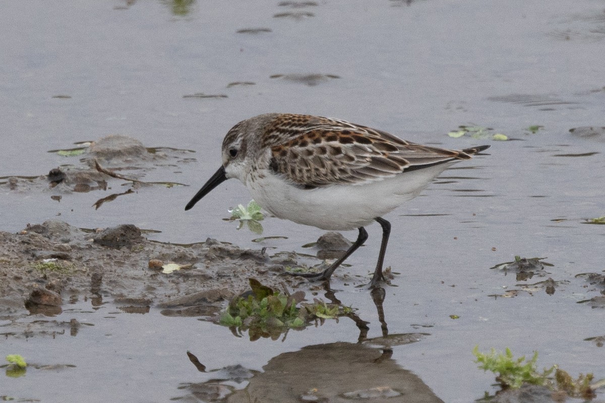 Western Sandpiper - ML608463976