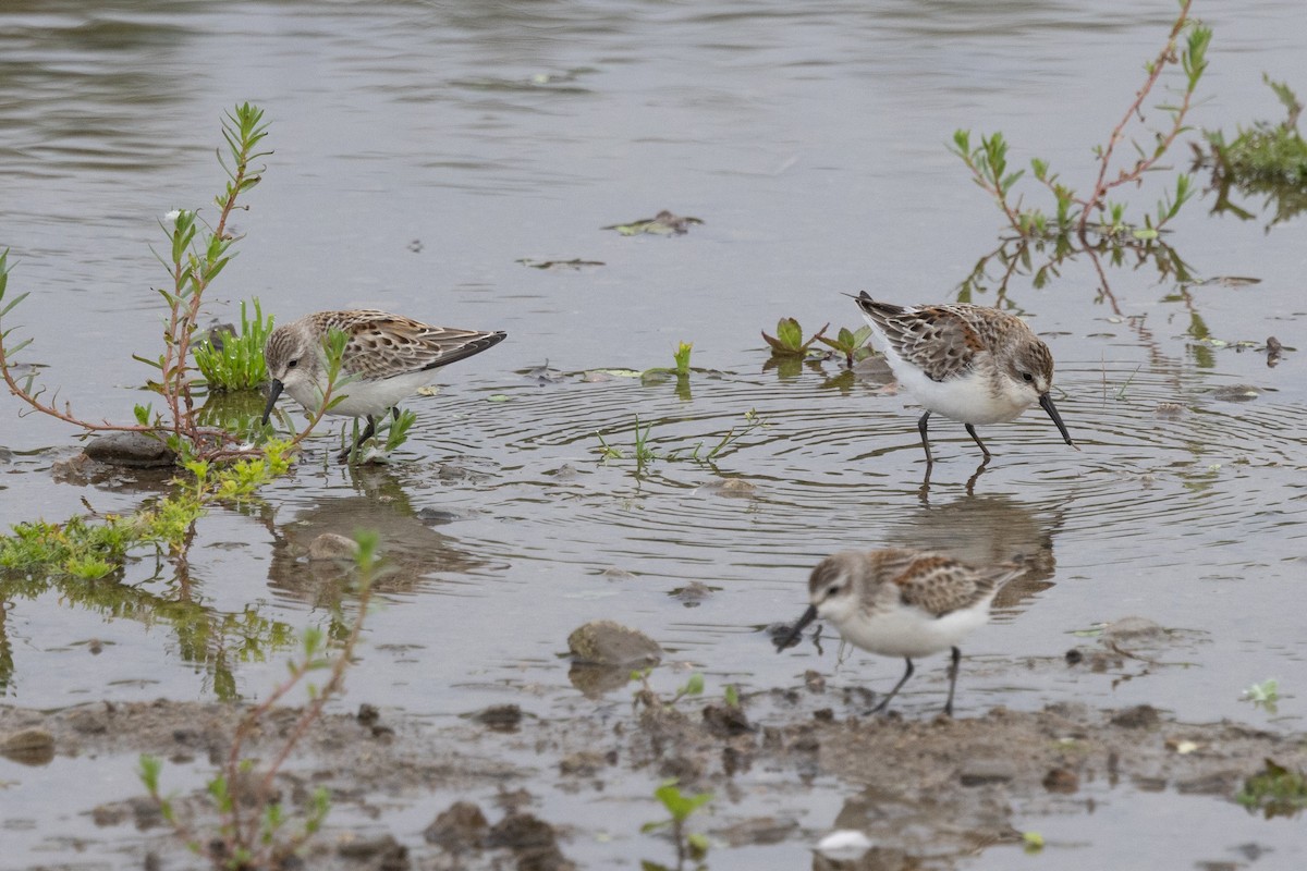 Western Sandpiper - ML608463978