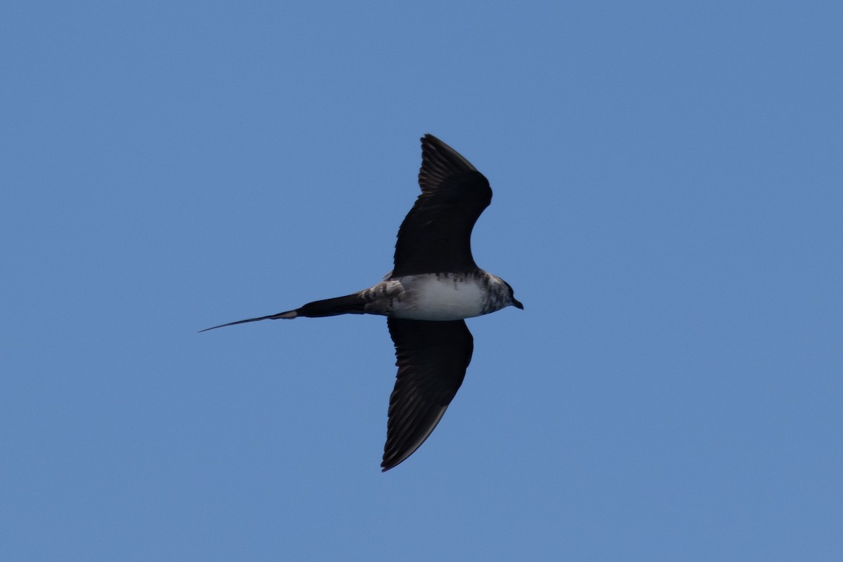 Long-tailed Jaeger - ML608464029