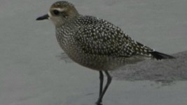 American Golden-Plover - ML608464035