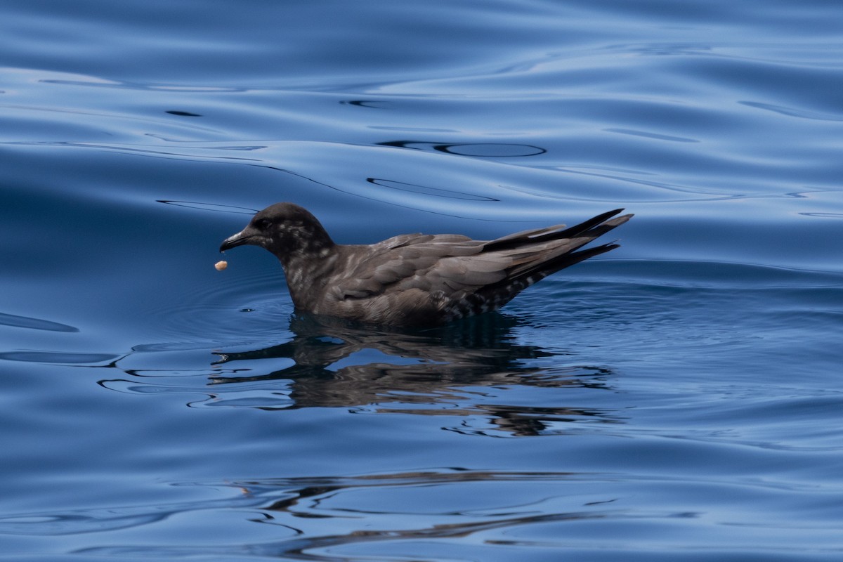 Long-tailed Jaeger - ML608464085