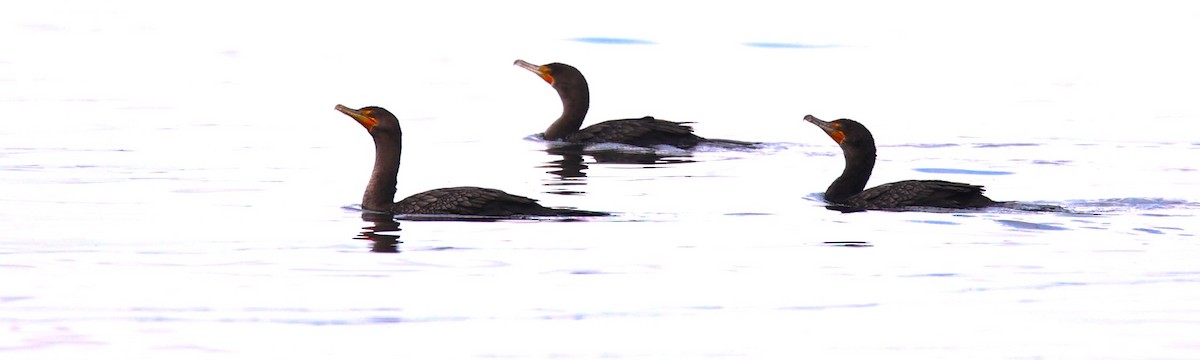 Double-crested Cormorant - ML608464179