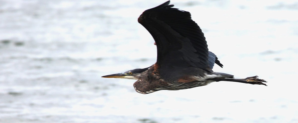 Great Blue Heron - ML608464186