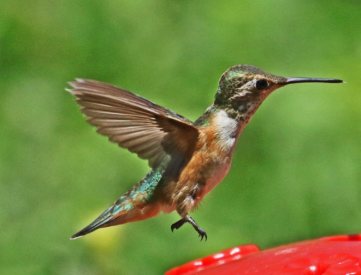 Rufous Hummingbird - ML608464188