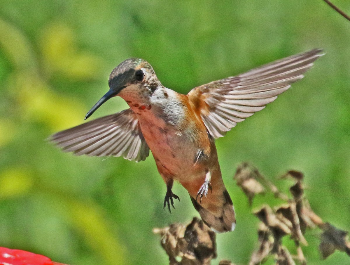 Rufous Hummingbird - ML608464189