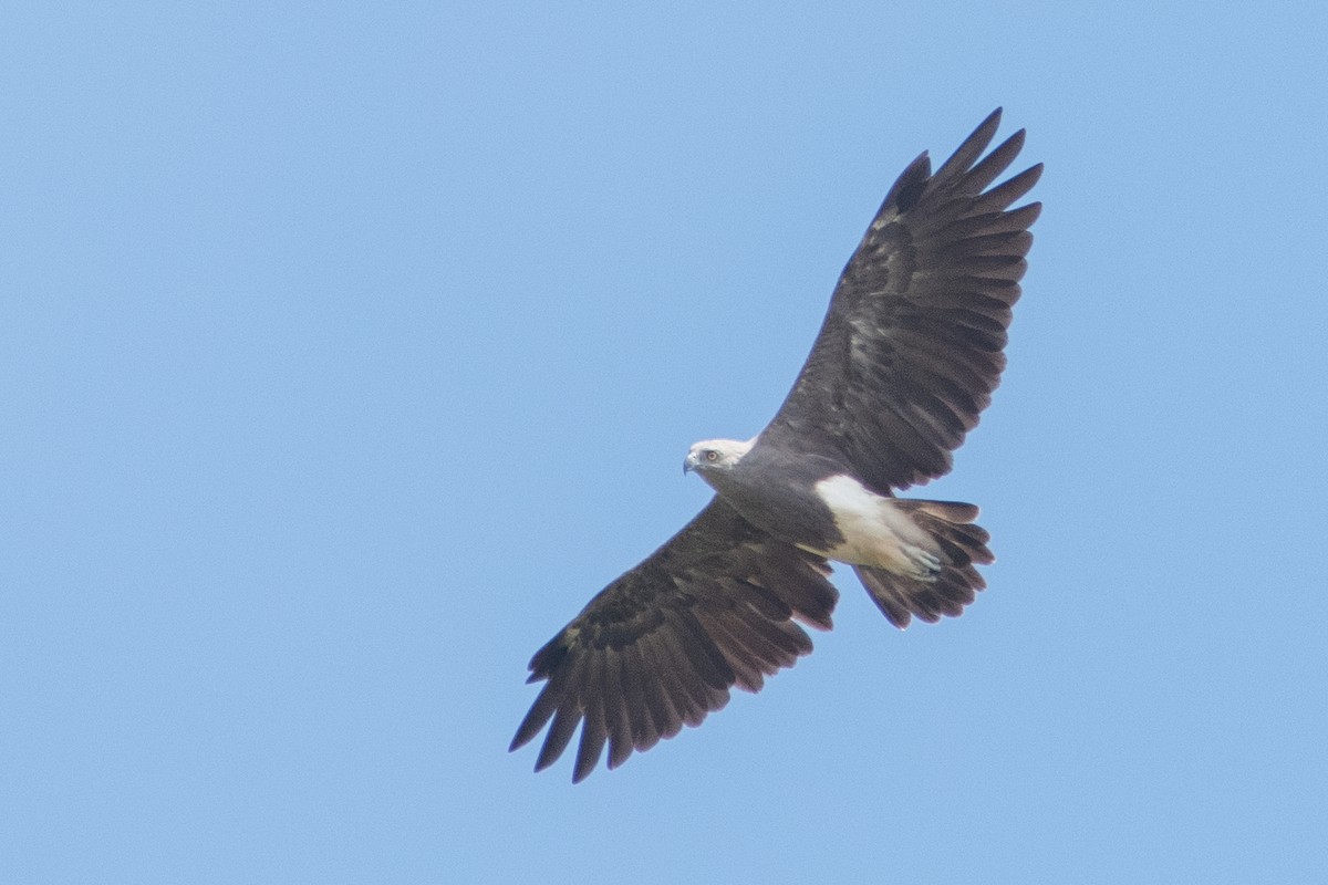 Lesser Fish-Eagle - Daniel Field