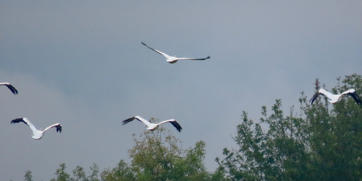 American White Pelican - ML608464273