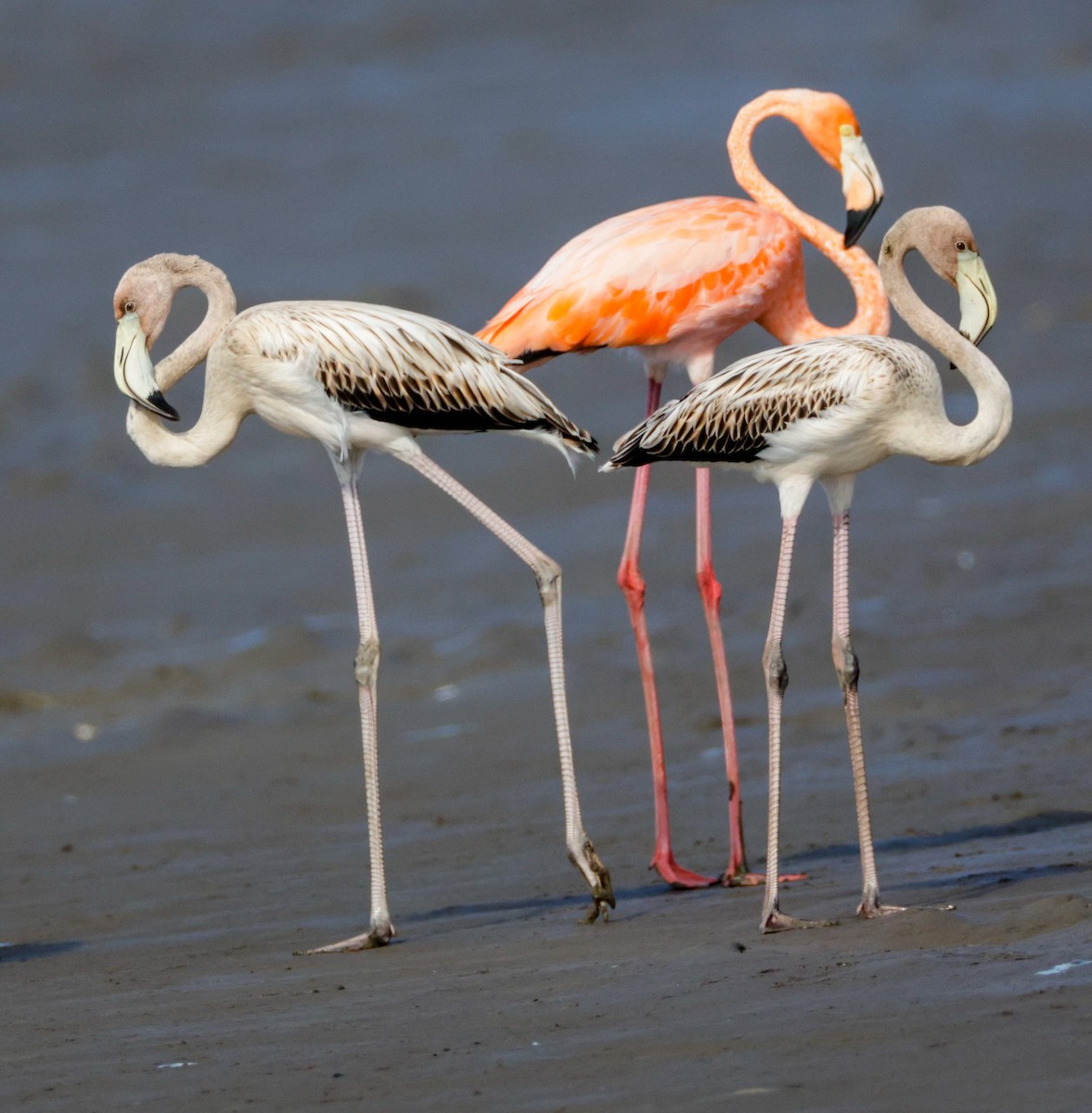 American Flamingo - ML608464283