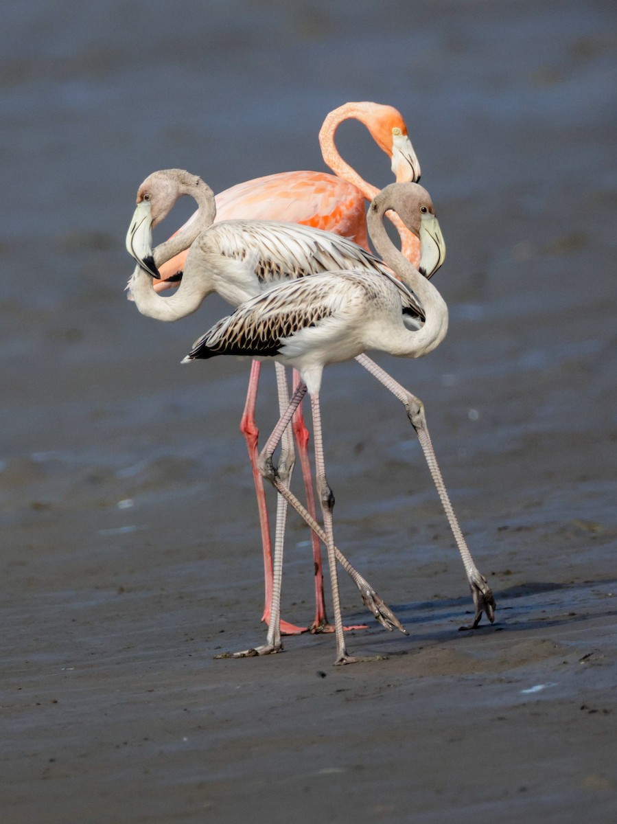 American Flamingo - ML608464284
