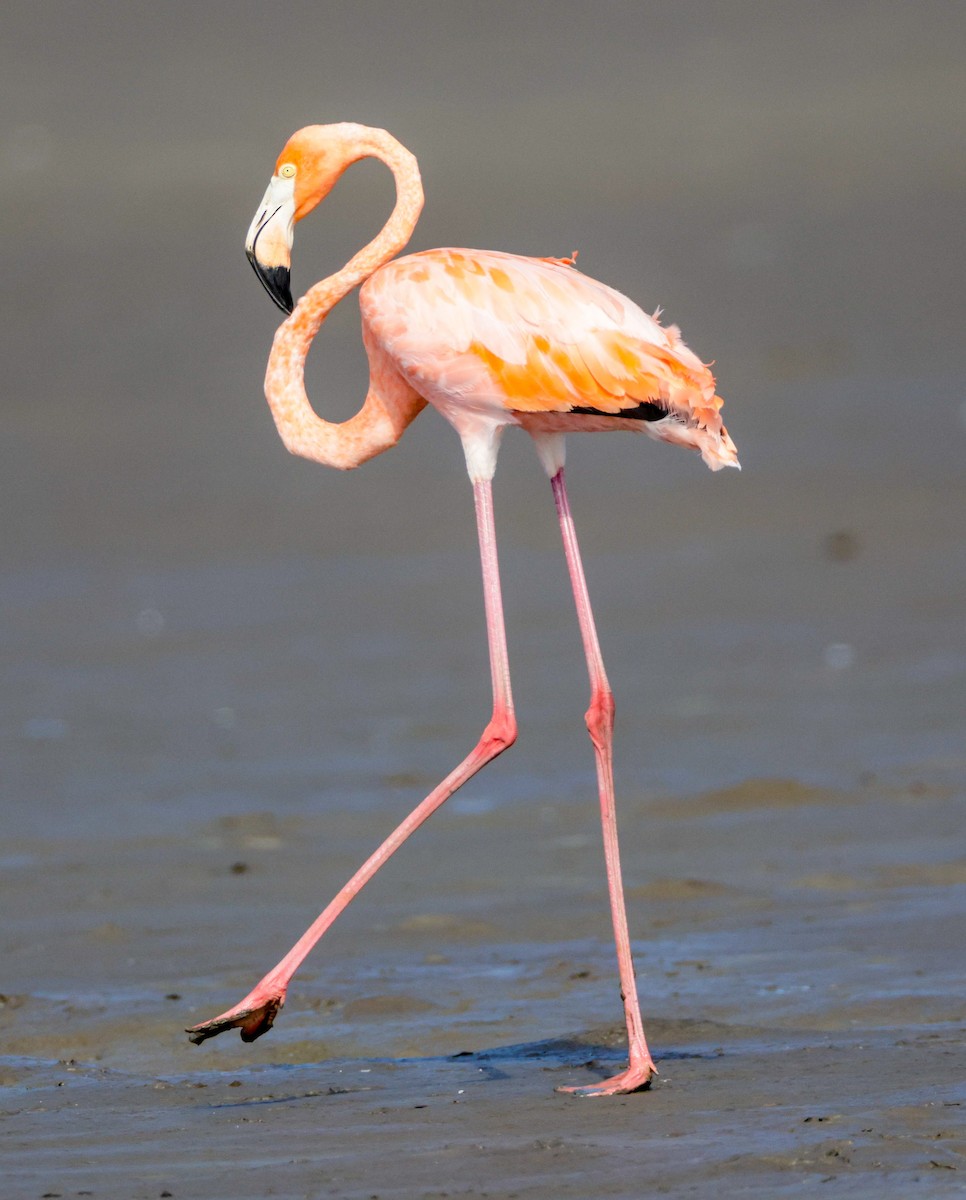 American Flamingo - ML608464286