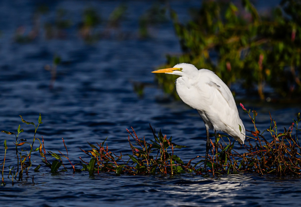 Great Egret - Ken Miracle