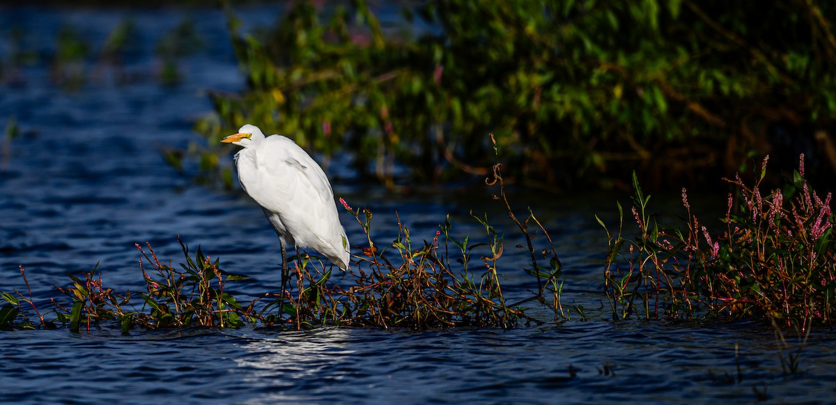 Great Egret - Ken Miracle