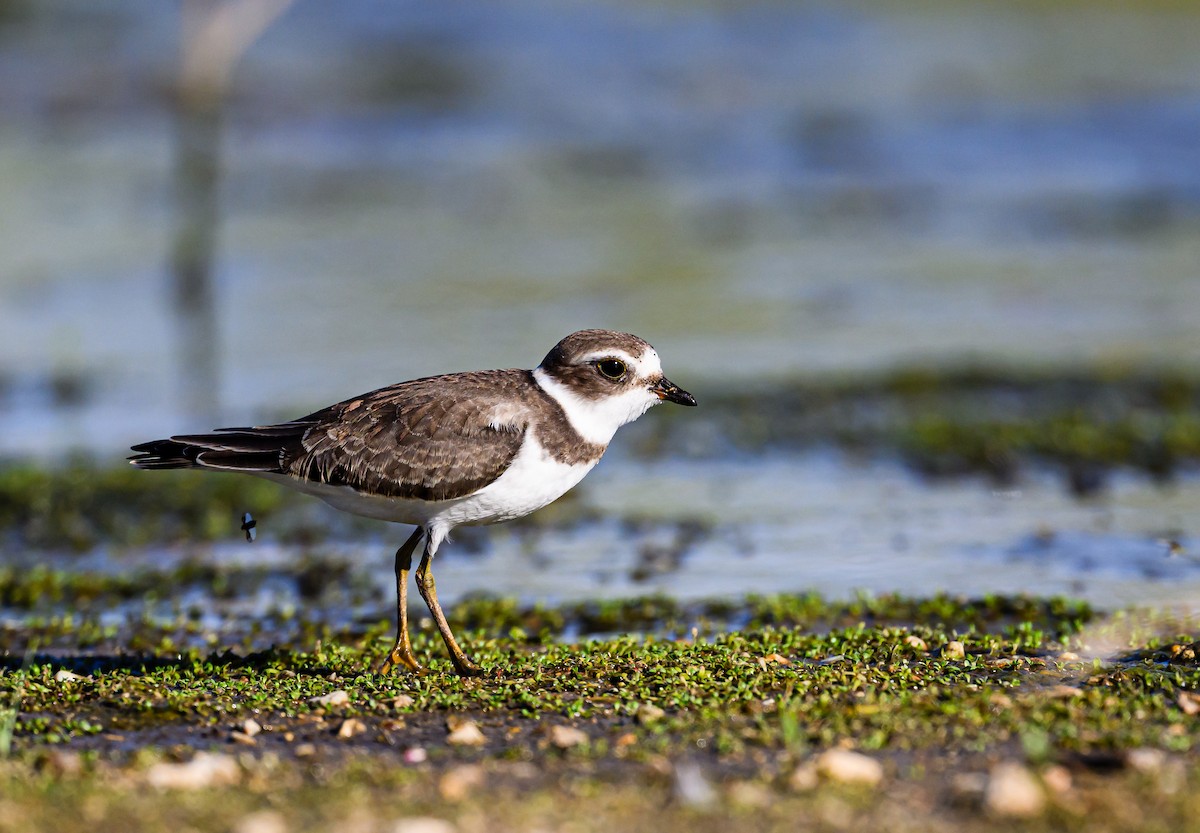 Semipalmated Plover - ML608464371