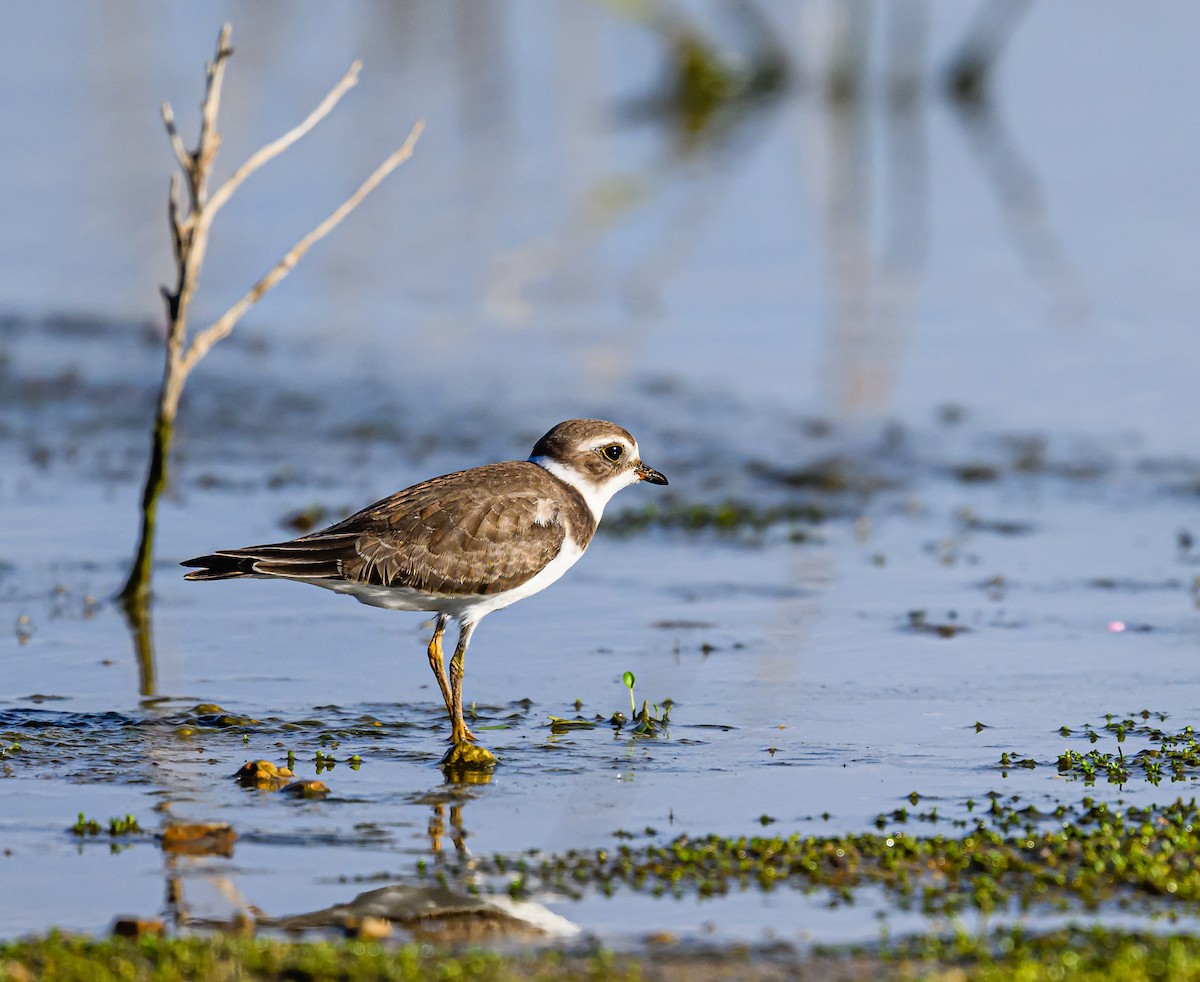 Semipalmated Plover - ML608464372