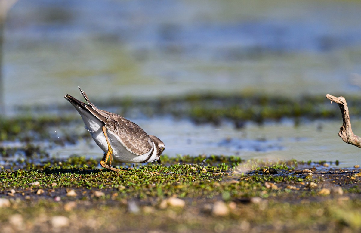 Semipalmated Plover - ML608464373