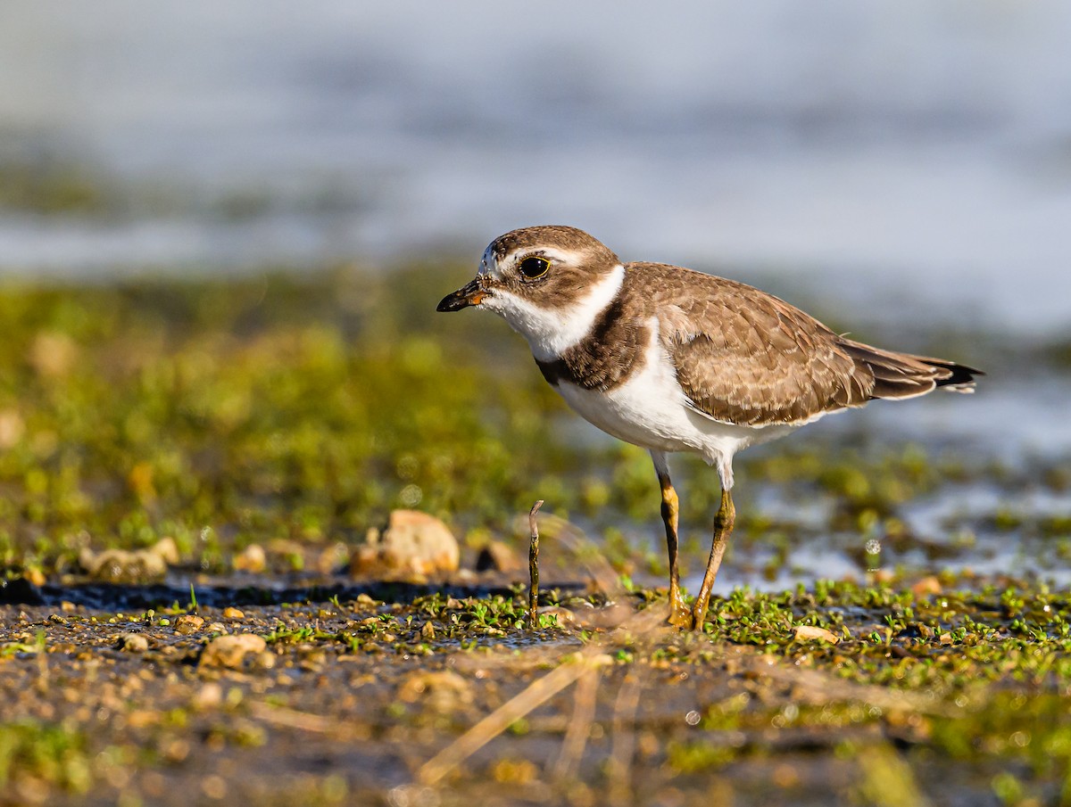 Semipalmated Plover - ML608464377