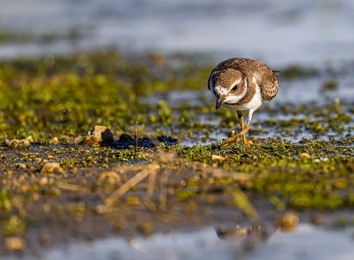 Semipalmated Plover - ML608464378