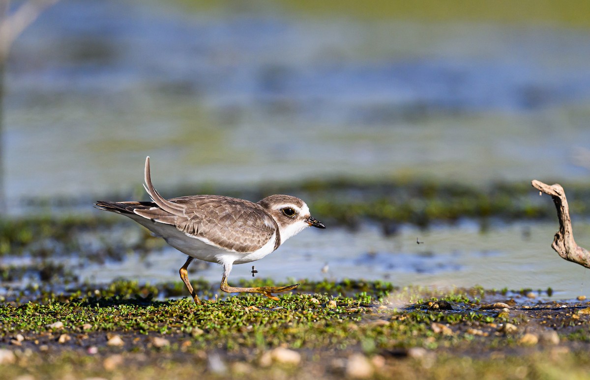 Semipalmated Plover - ML608464379