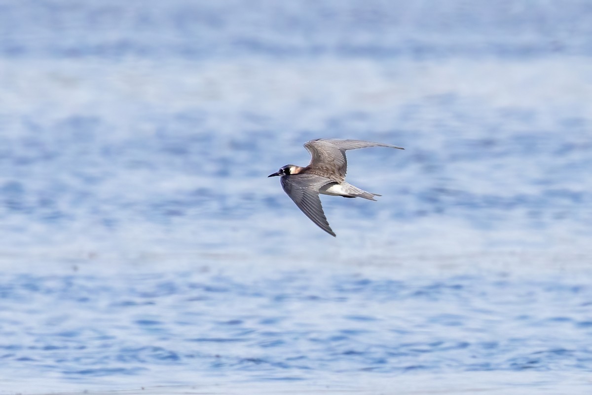 Black Tern - Neil Wiken