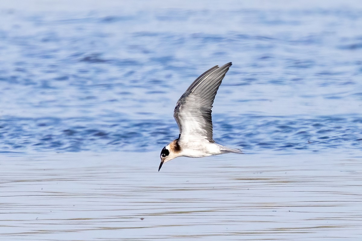 Black Tern - ML608464451