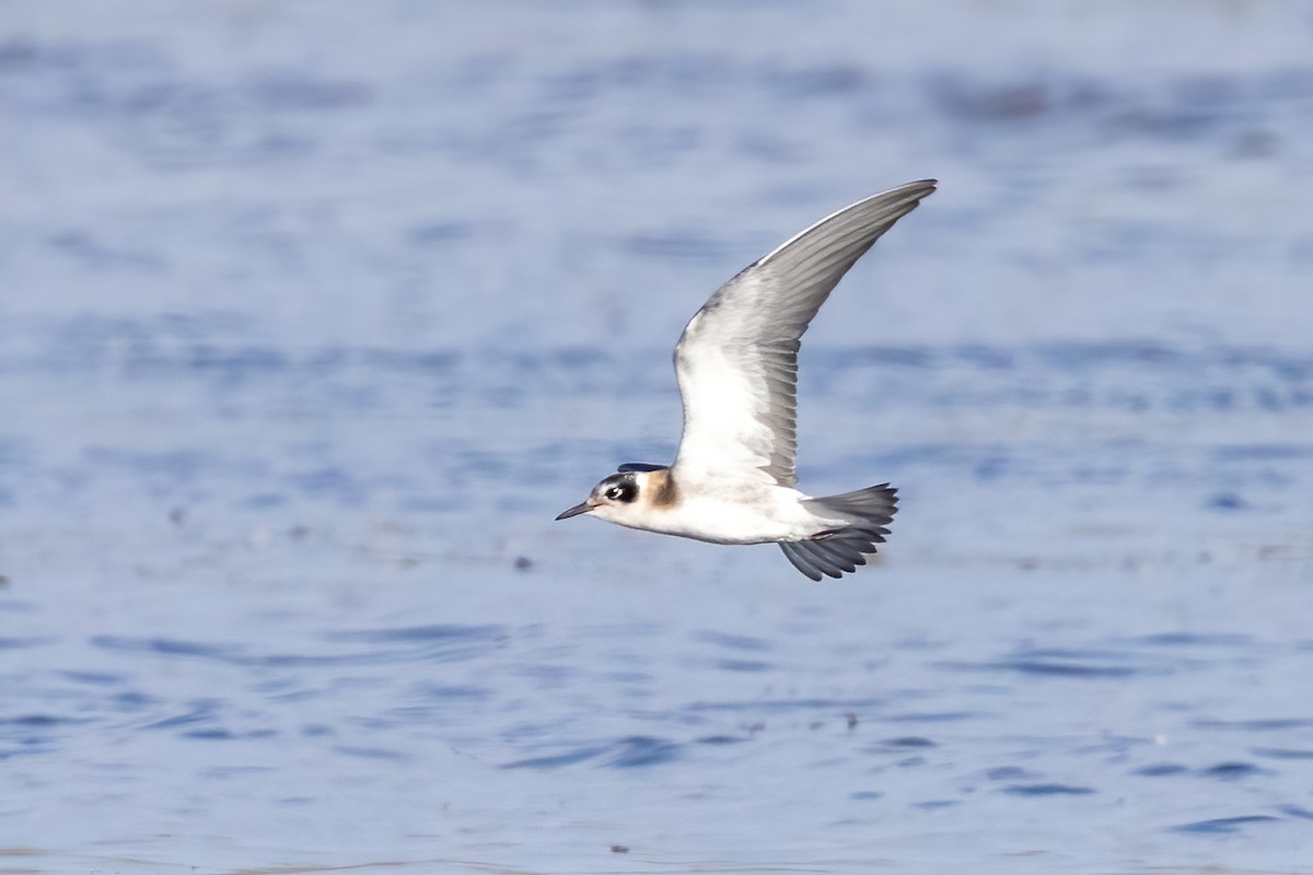 Black Tern - Neil Wiken