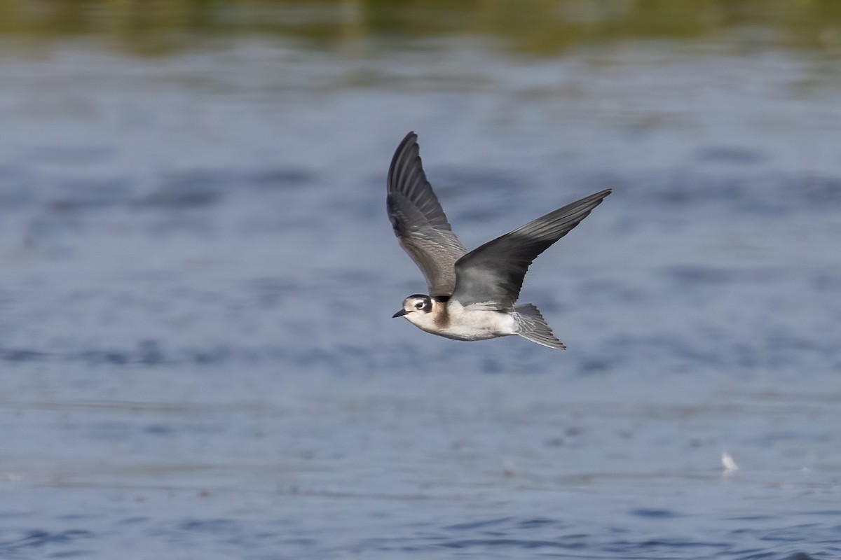 Black Tern - Neil Wiken