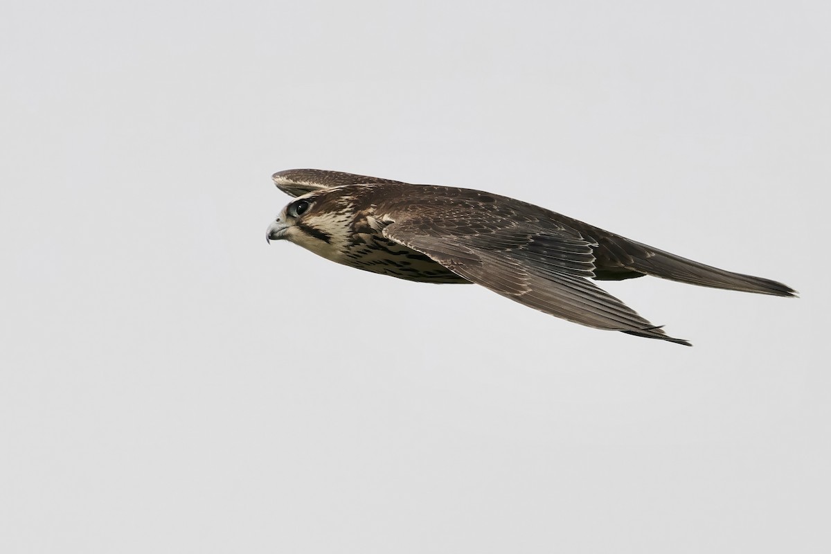 Prairie Falcon - ML608464577