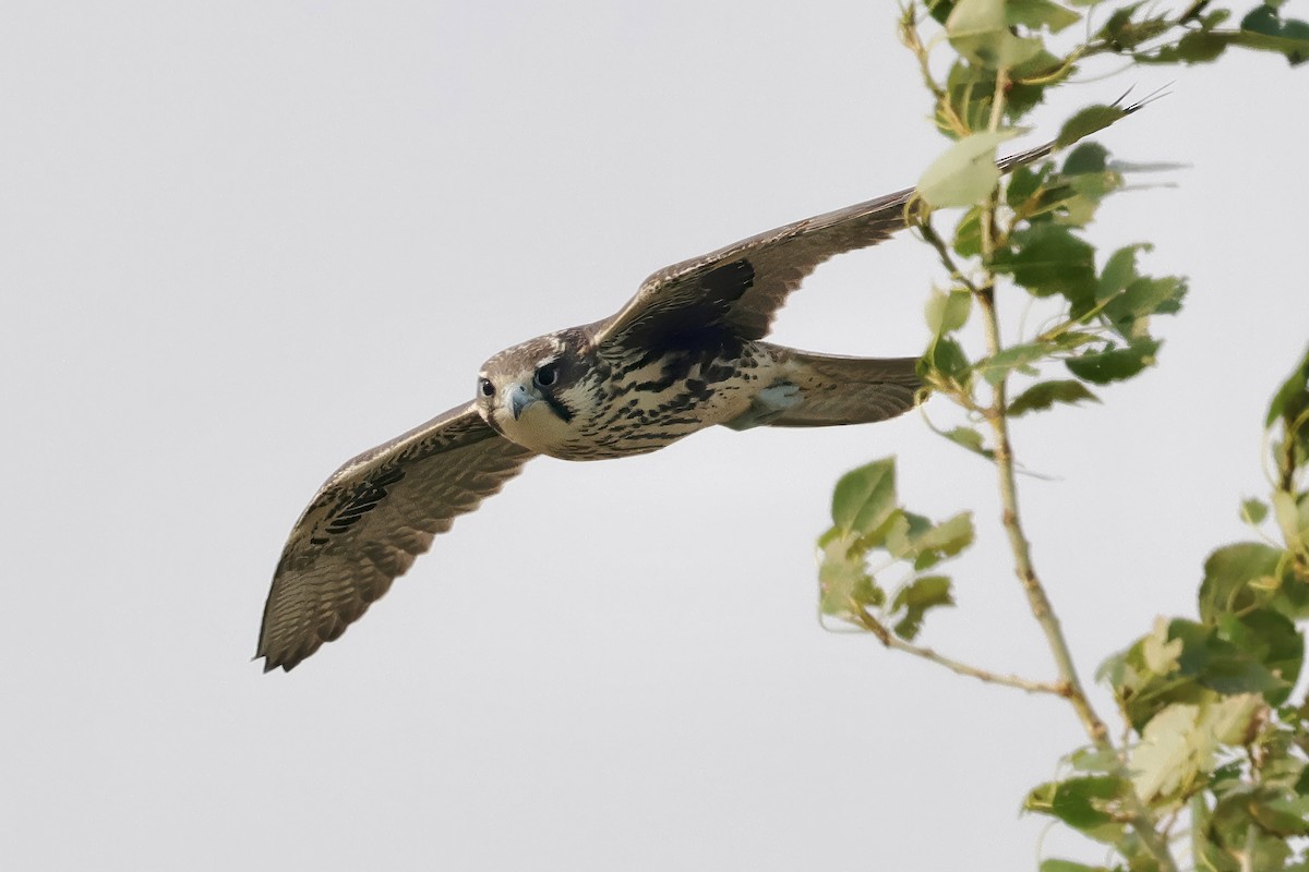 Prairie Falcon - ML608464578