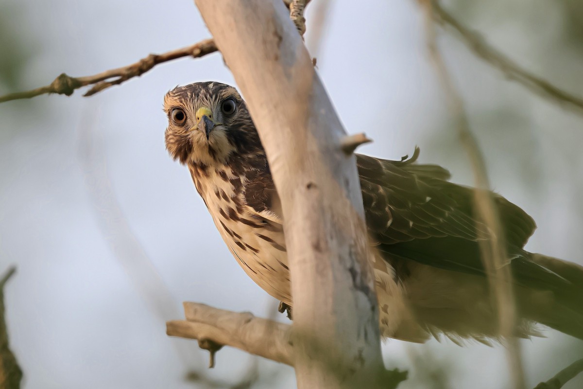Broad-winged Hawk - ML608464591