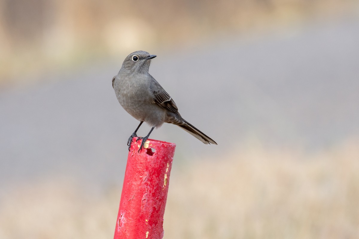 Townsend's Solitaire - ML608464812
