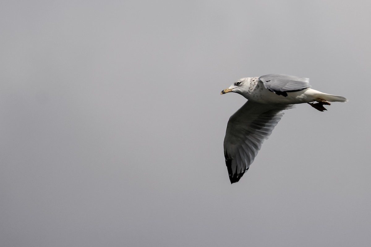 Ring-billed Gull - ML608464823