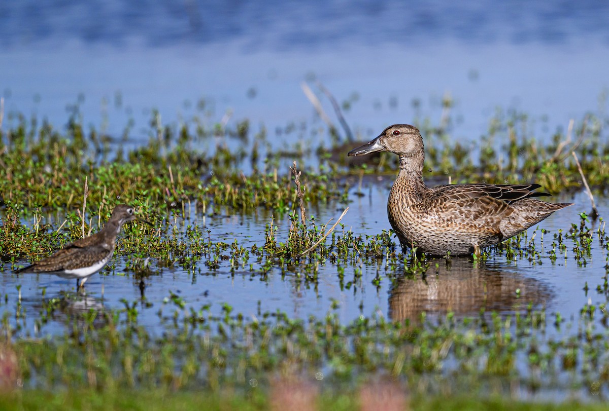 Cinnamon Teal - ML608464872