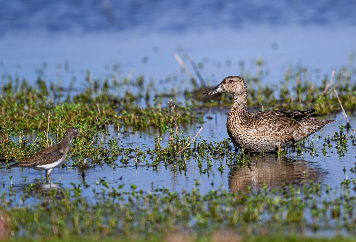 Cinnamon Teal - ML608464873