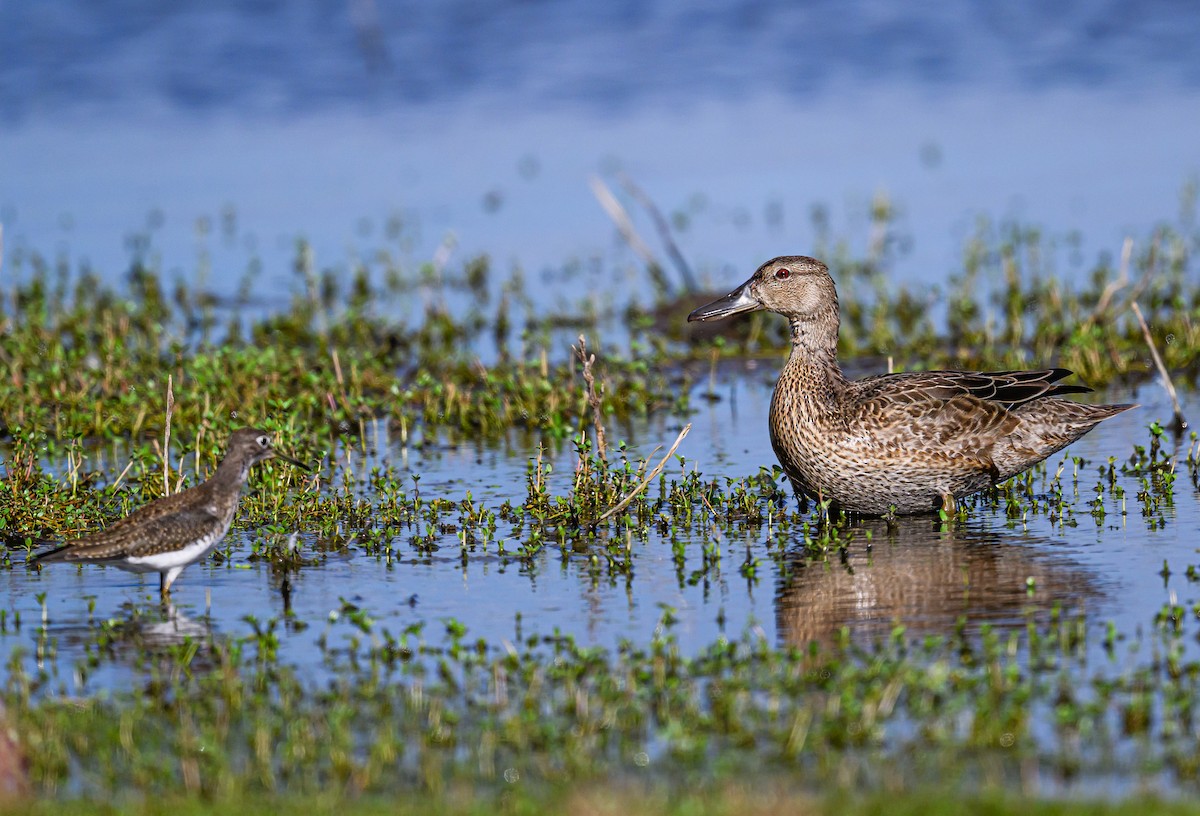 アカシマアジ - ML608464874