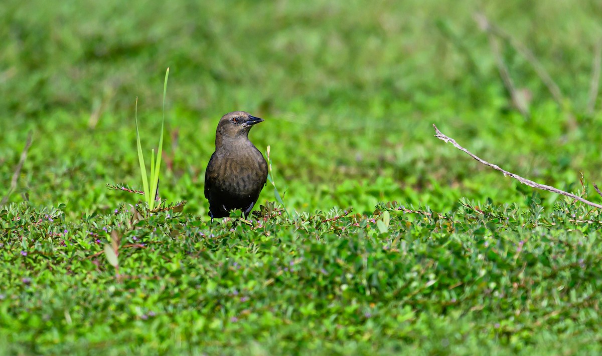 Brewer's Blackbird - ML608464984