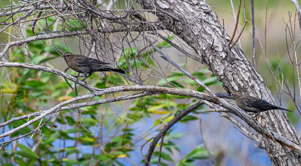 Brewer's Blackbird - ML608464985