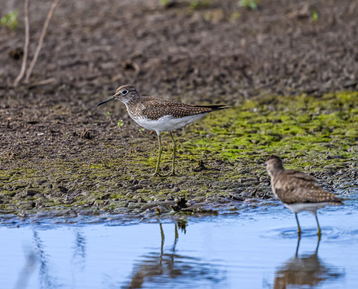 Solitary Sandpiper - ML608465008