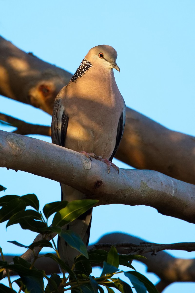 Spotted Dove - ML608465027