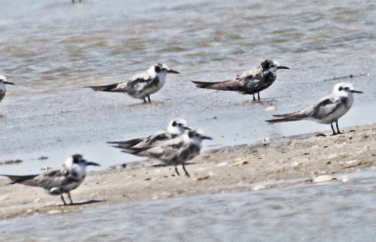 Black Tern - Galen  Stewart