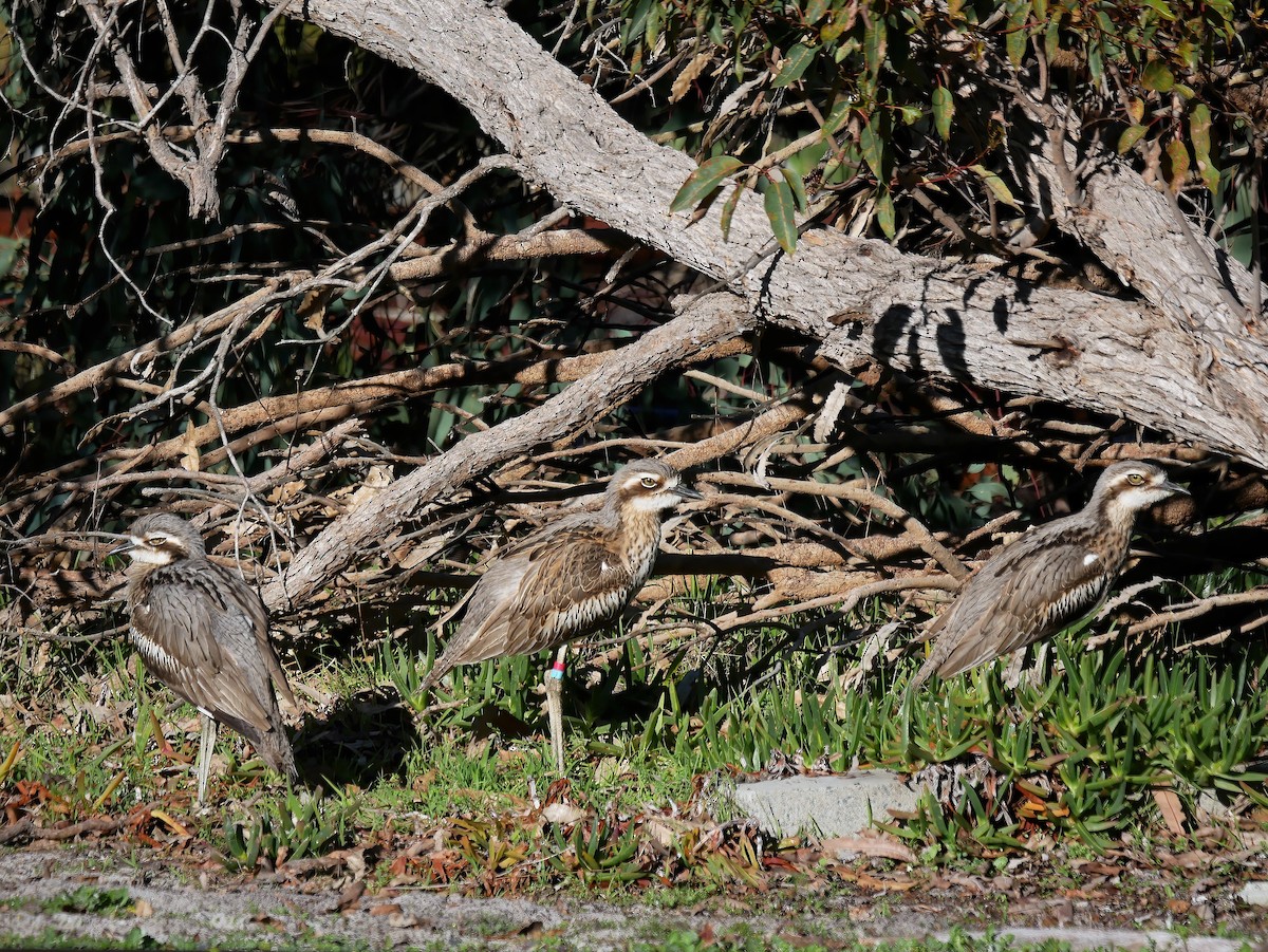 Bush Thick-knee - Shelley Altman