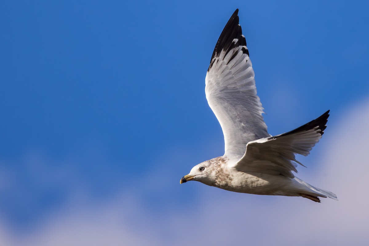 Ring-billed Gull - ML608465381