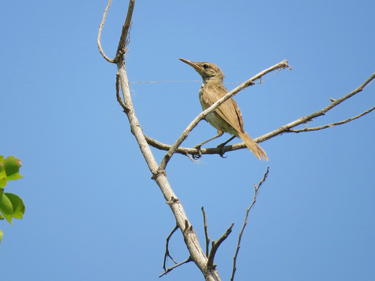 Clamorous Reed Warbler - ML608465668