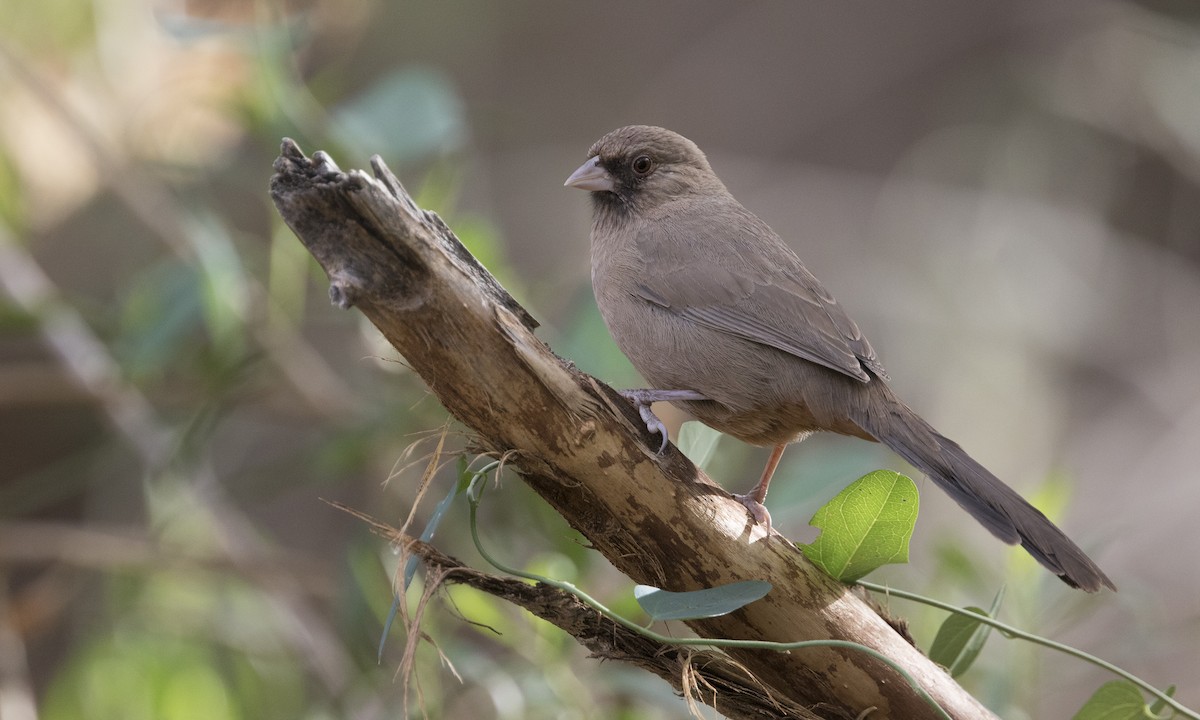 Abert's Towhee - ML608465683