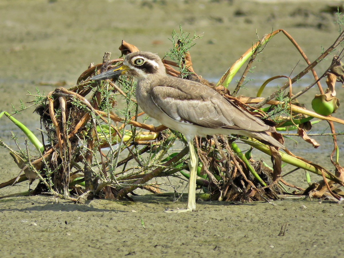 Great Thick-knee - Ritvik Singh