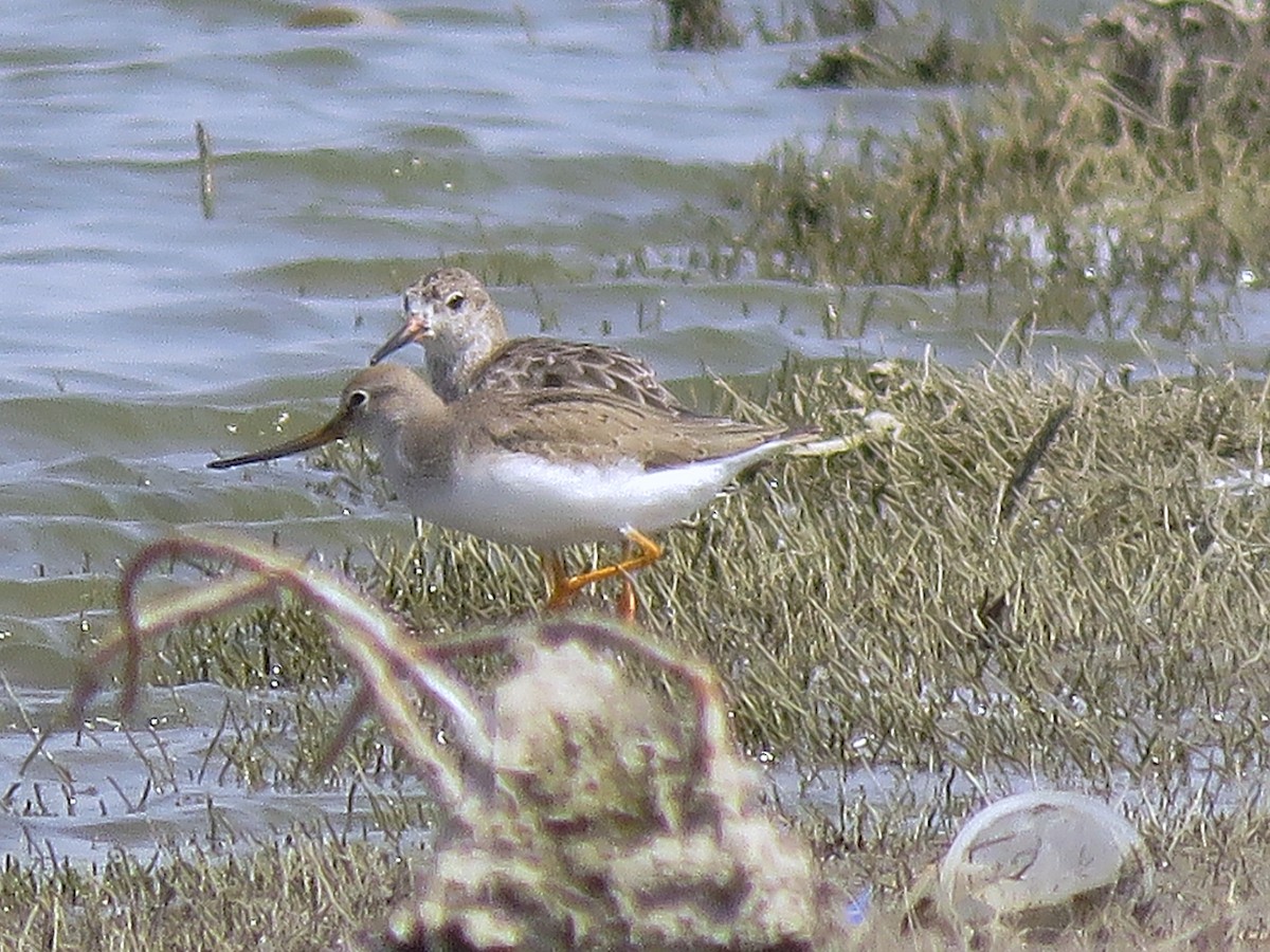 Terek Sandpiper - Ritvik Singh