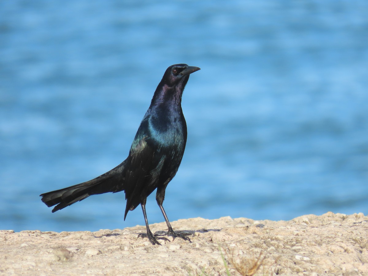 Boat-tailed Grackle - ML608465757